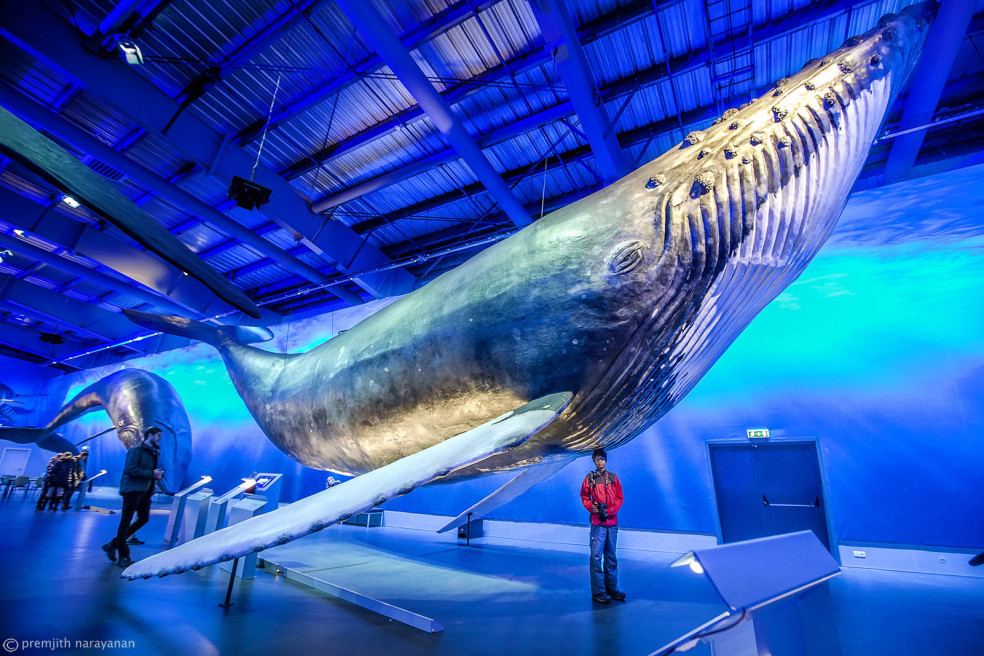 LIFE SIZE GIGANTIC WHALES