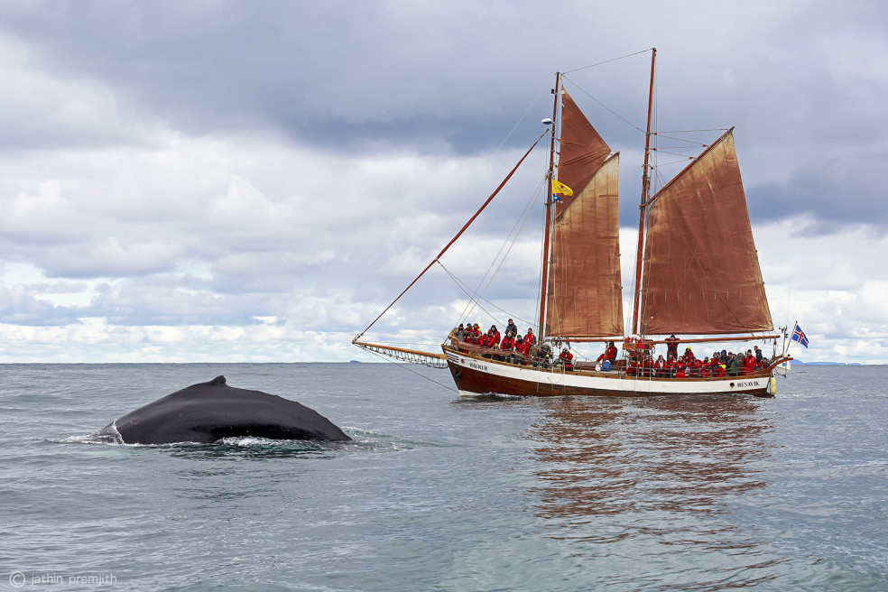 Humpback Whales, Norwegian Sea